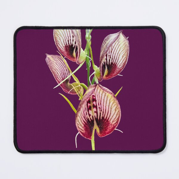 Item preview, Bonnet Orchid designed and sold by Anne-Maree Hunter.