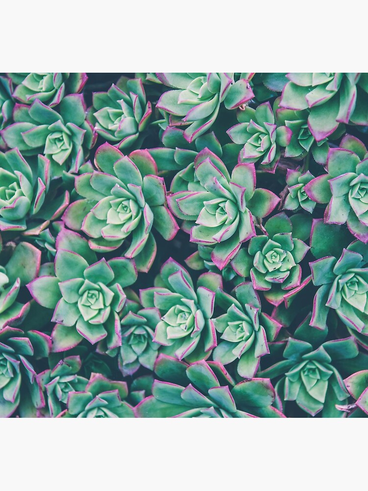 succulent garden by bellehibou