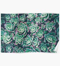 succulent garden Poster