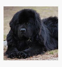 Newfoundland Dog Photographic Print