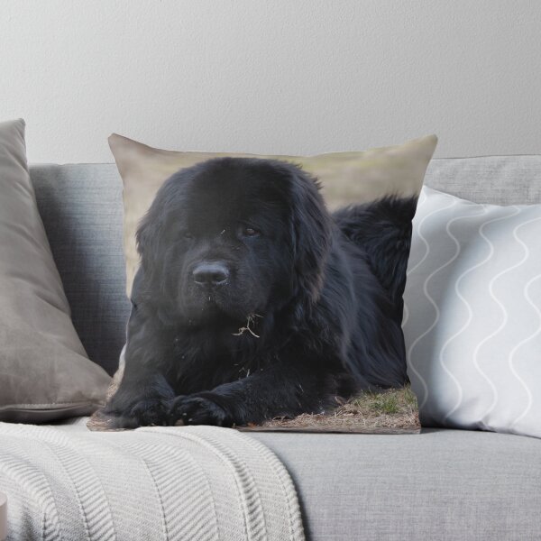 Newfoundland Dog Throw Pillow