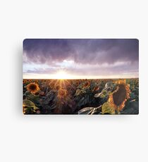 Sunflower Sunburst Metal Print