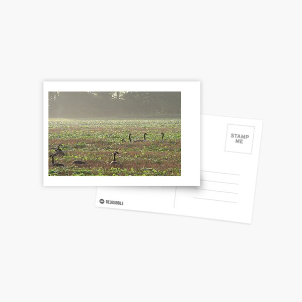 Canadian Mist Postcard