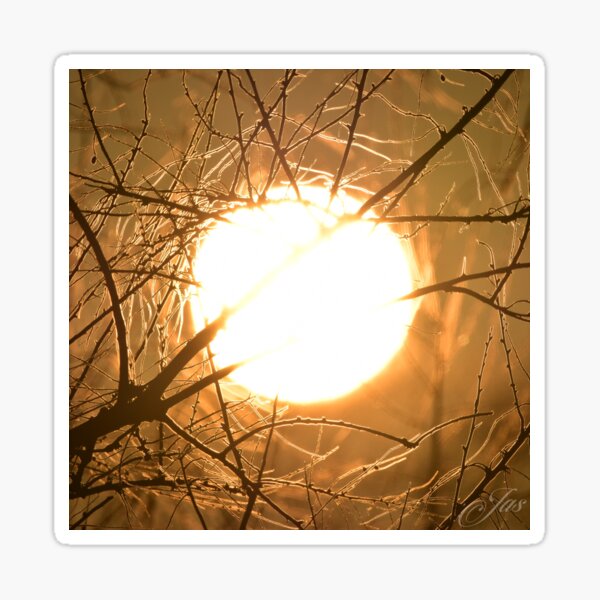 Sunset through the Branches Sticker
