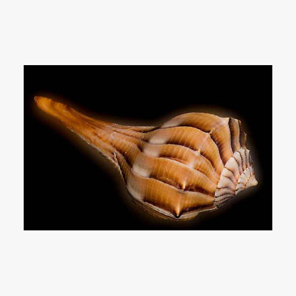 Item preview, Lightning Whelk Seashell designed and sold by Bonnie T.  Barry.