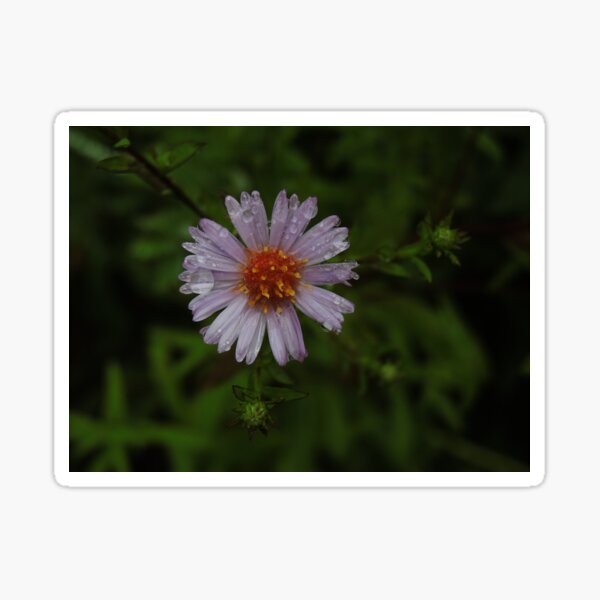 Petals after rain Sticker