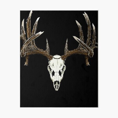 Whitetail deer skull 