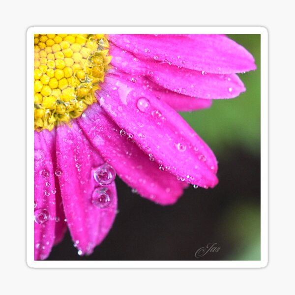 A Beautifil Daisy Flower Sticker