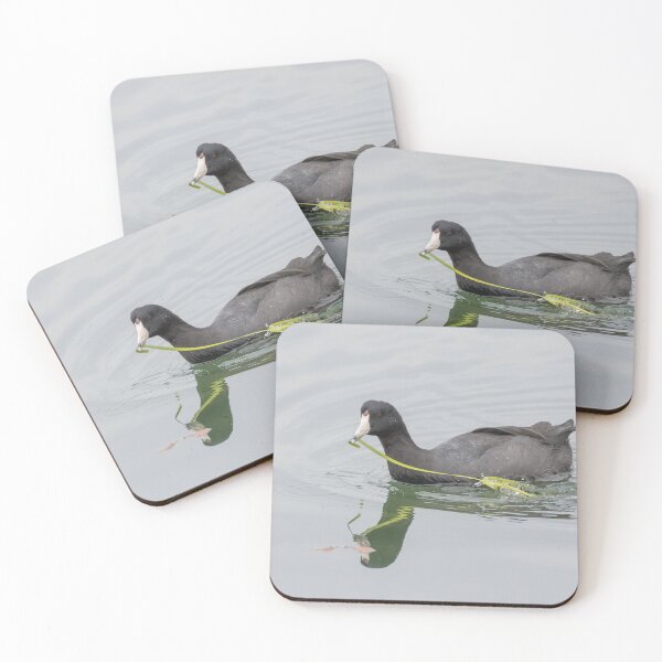 Item preview, American Coot designed and sold by LaurenTucker.