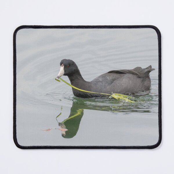 Item preview, American Coot designed and sold by LaurenTucker.