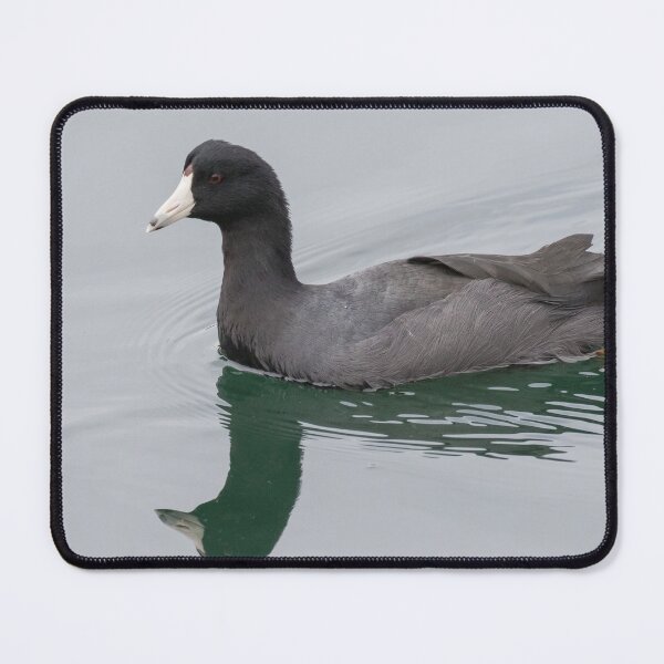 Item preview, American Coot designed and sold by LaurenTucker.