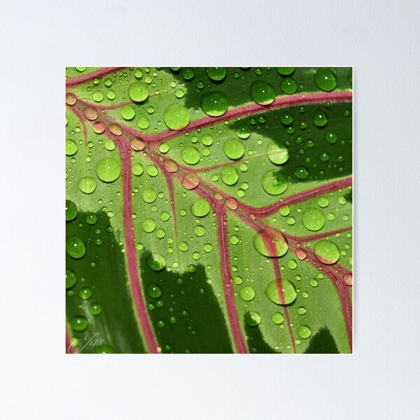 Item preview, Maranta Prayer Plant Close Up with Water Drops designed and sold by Jasmina Susak.