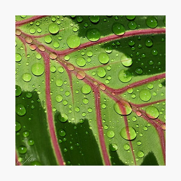 Item preview, Maranta Prayer Plant Close Up with Water Drops designed and sold by Jasmina Susak.