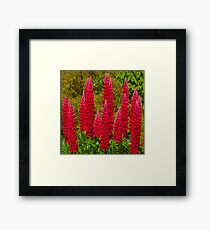 Lupin Framed Print