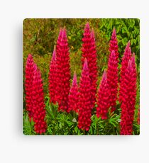 Lupin Canvas Print