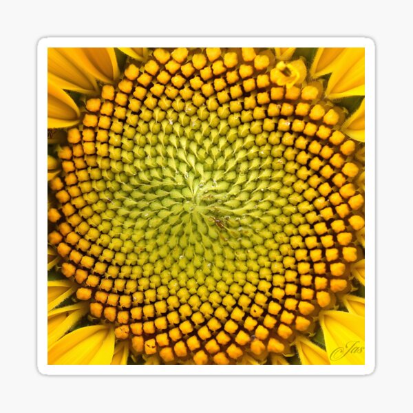 The Sunflower's Symmetry Sticker