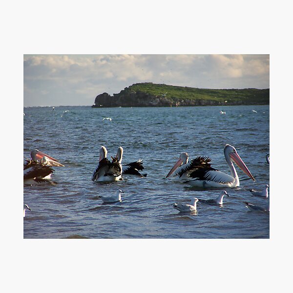 Pelican`s Photographic Print