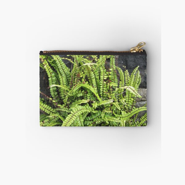 Artikelvorschau, Asplenium Farne entworfen und verkauft von lezvee.