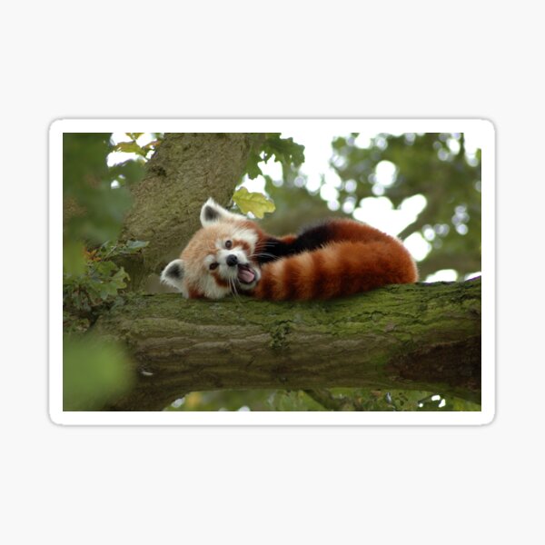 Item preview, red panda designed and sold by katly00.