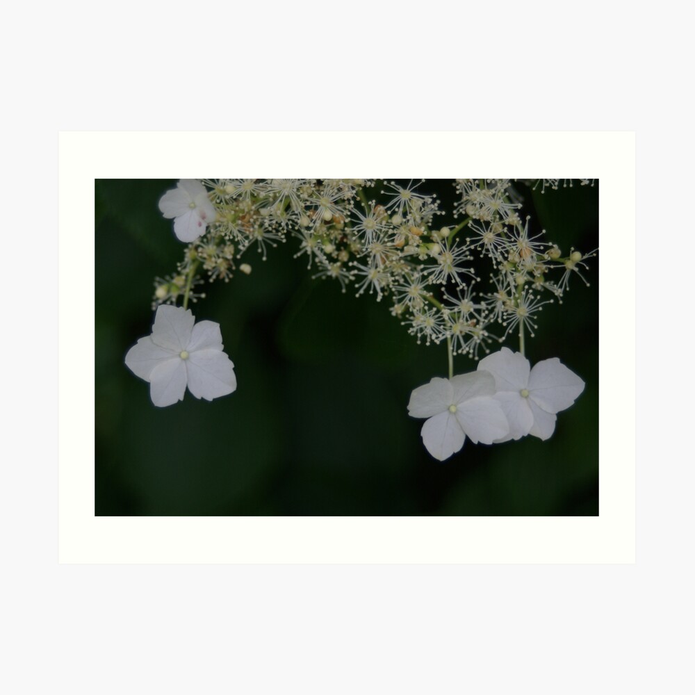 Sparkling Fireworks Art Print