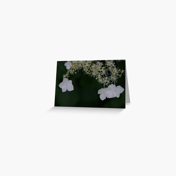 Sparkling Fireworks Greeting Card