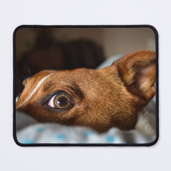 Item preview, Jack Russell Terrier designed and sold by C.T. Photography.