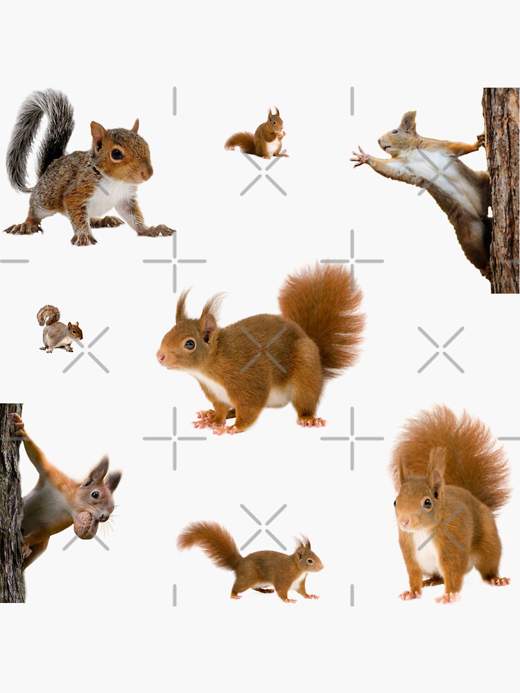 Thumbnail 3 of 3, Sticker, Squirrel sticker pack designed and sold by starseedgems.
