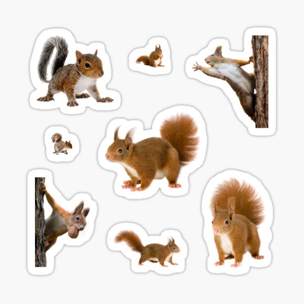"Squirrel sticker pack" Sticker for Sale by starseedgems Redbubble