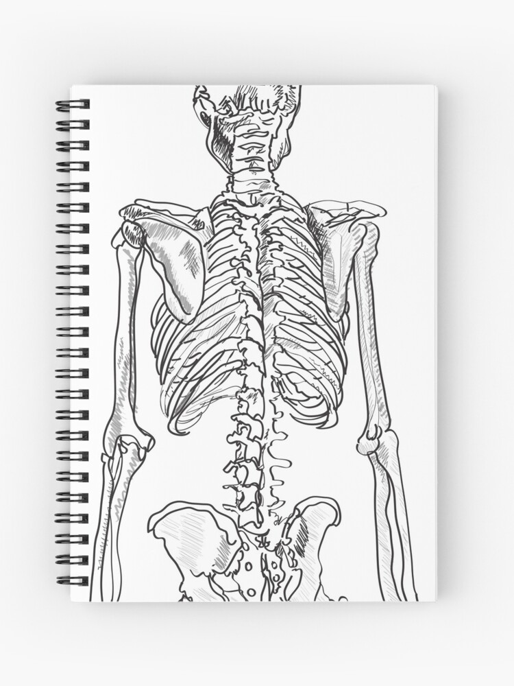 How to Draw a Human Skeleton Real Easy - Step by Step - YouTube