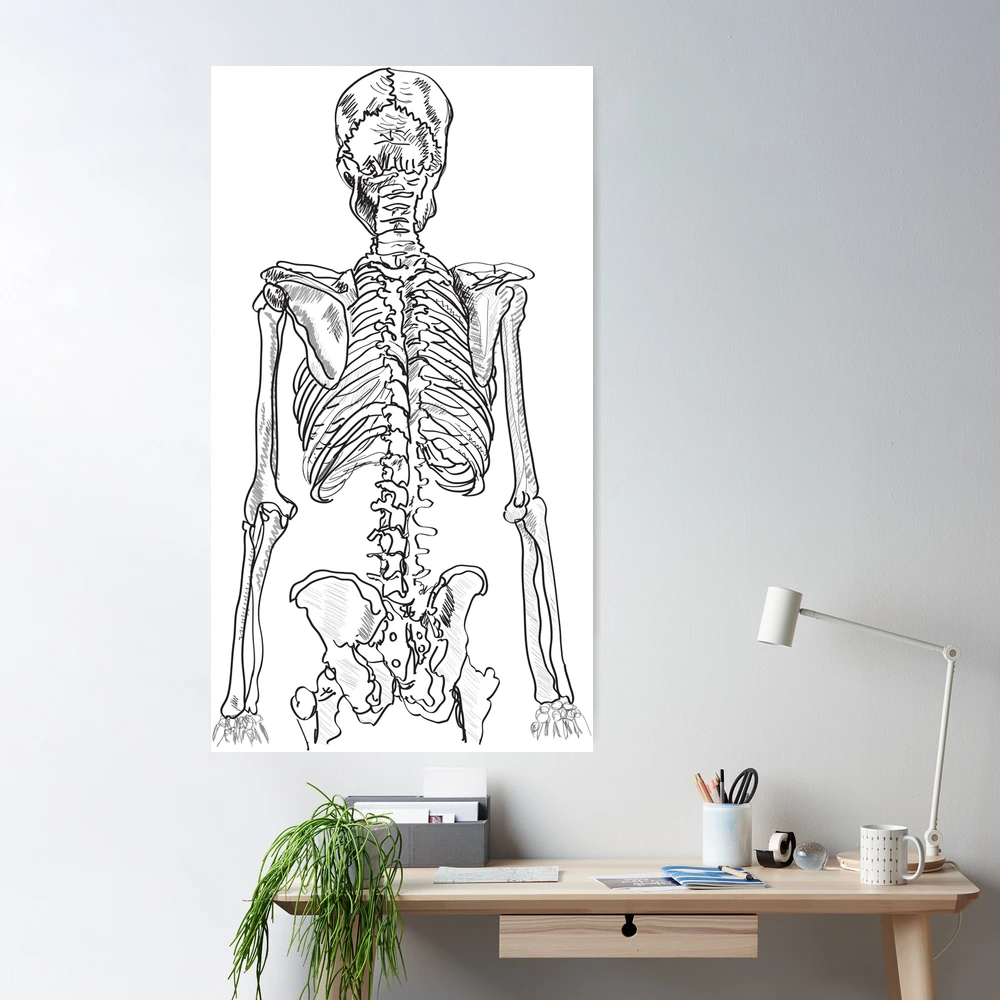 3,896 Human Skeleton Drawing Stock Photos, High-Res Pictures, and Images -  Getty Images