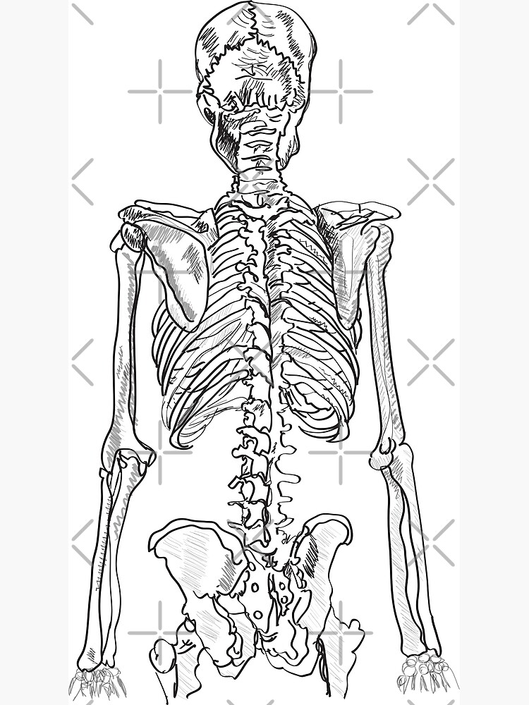 Draw in Black and White of Human Skeleton on White Background Vector  Illustration Stock Vector - Illustration of skull, body: 213665942