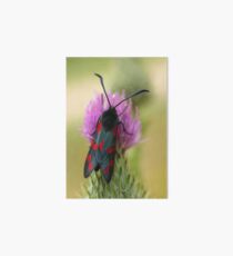Six-spot Burnet / Sint-jansvlinder Art Board