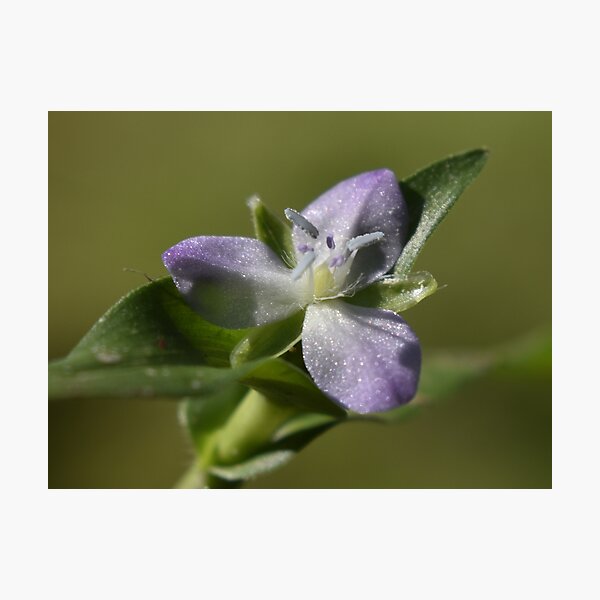 Item preview, September Wildflower  designed and sold by Tonia Delozier's Photography .
