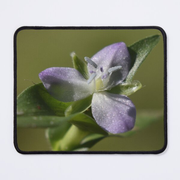 Item preview, September Wildflower designed and sold by Tonia Delozier's Photography .