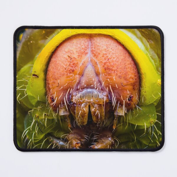 Item preview, Giant Silk Moth Caterpillar - Polyphemus designed and sold by AronsTinySafari.