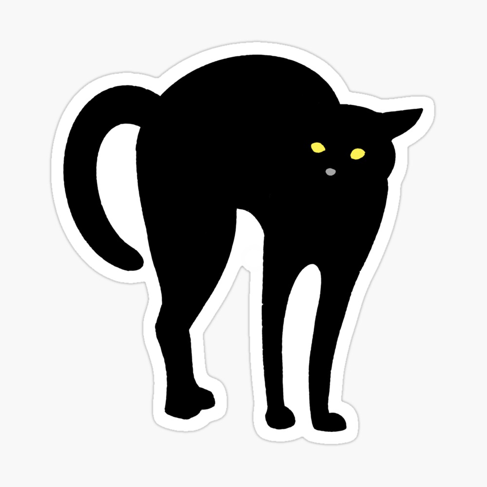 Startled Black Cat - musta kissa