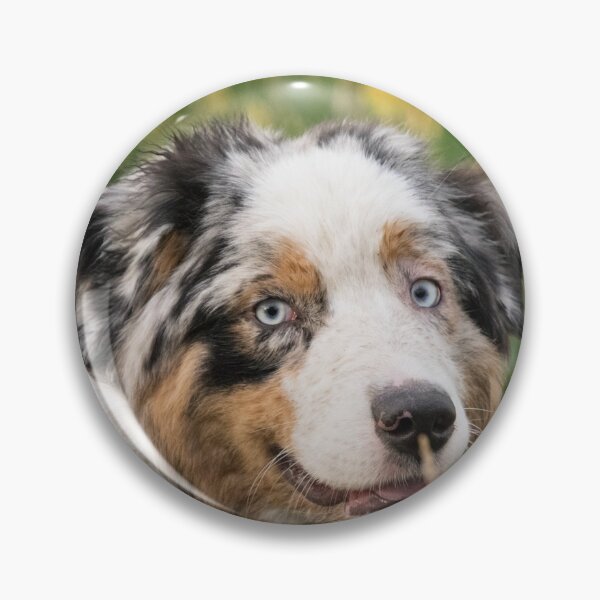Item preview, Australian Shepherd Tri Black designed and sold by DesignVertex.
