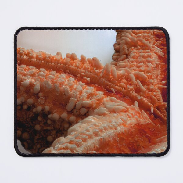 Item preview, Macro of a Dried Starfish designed and sold by MelBolin.