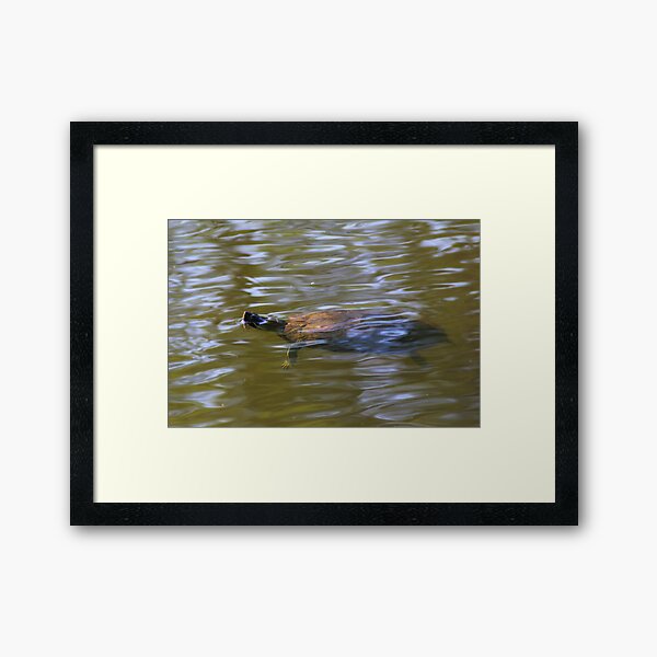 turtle swimming at Trojan pond, near Goble, Oregon 2 Framed Art Print