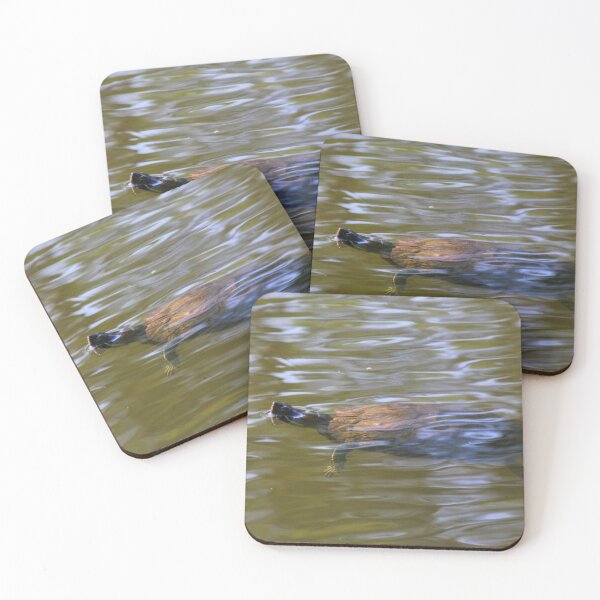Item preview, turtle swimming at Trojan pond, near Goble, Oregon 2 designed and sold by Dawna Morton.
