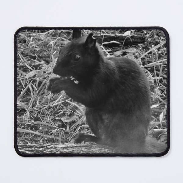 Item preview, Black Squirrel designed and sold by Shulie1.