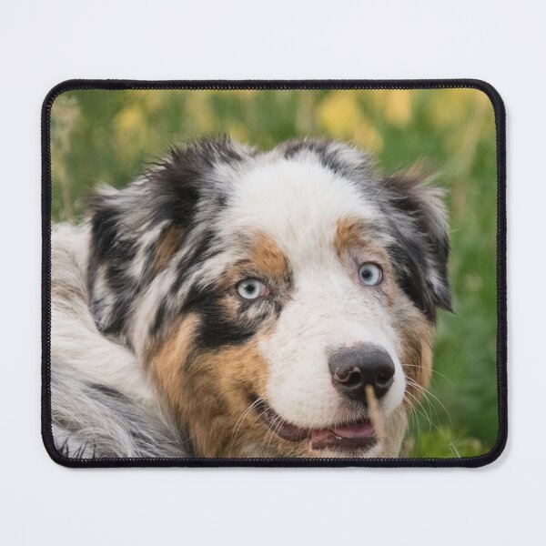 Item preview, Australian Shepherd Tri Black designed and sold by DesignVertex.