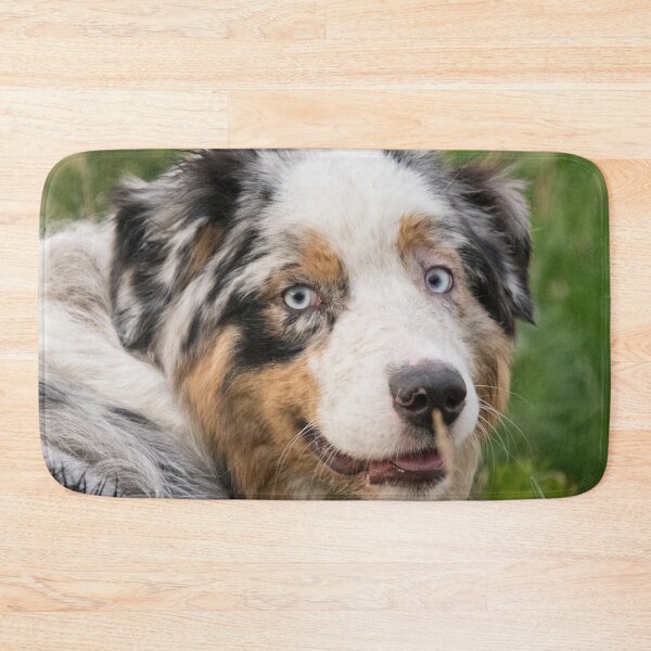 Item preview, Australian Shepherd Tri Black designed and sold by DesignVertex.