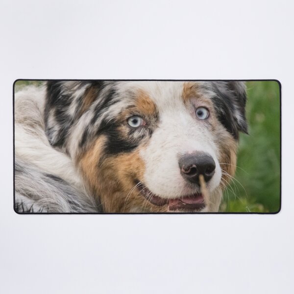 Item preview, Australian Shepherd Tri Black designed and sold by DesignVertex.