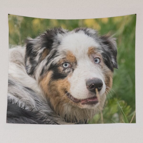 Item preview, Australian Shepherd Tri Black designed and sold by DesignVertex.