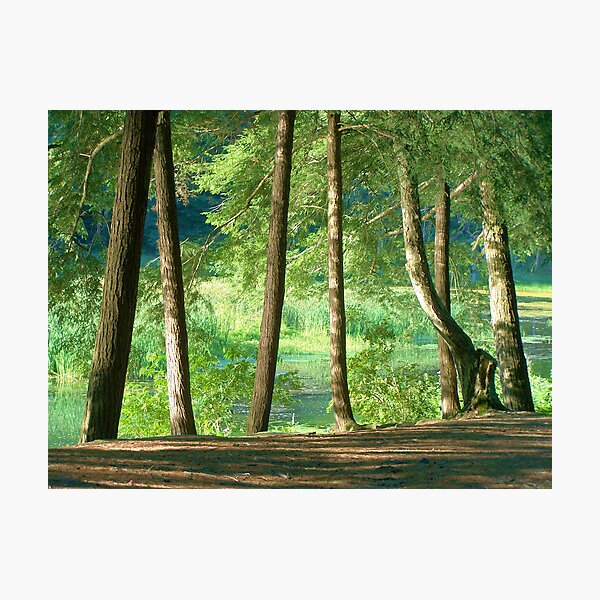 Shoreline Trees Photographic Print