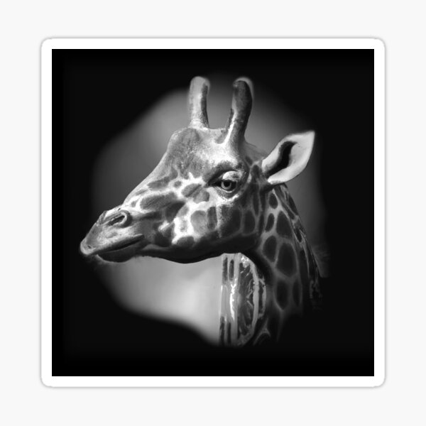 The Pensive, Side-Looking Giraffe: Now Also in Black and White Sticker