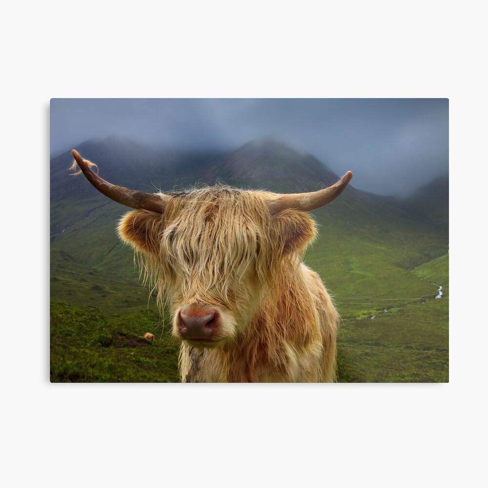 Highland Cow. Sconser. Isle of Skye. Scotland. Metal Print
