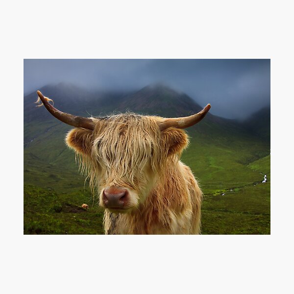 Highland Cow Portrait Isle of Skye. Scotland. Photographic Print