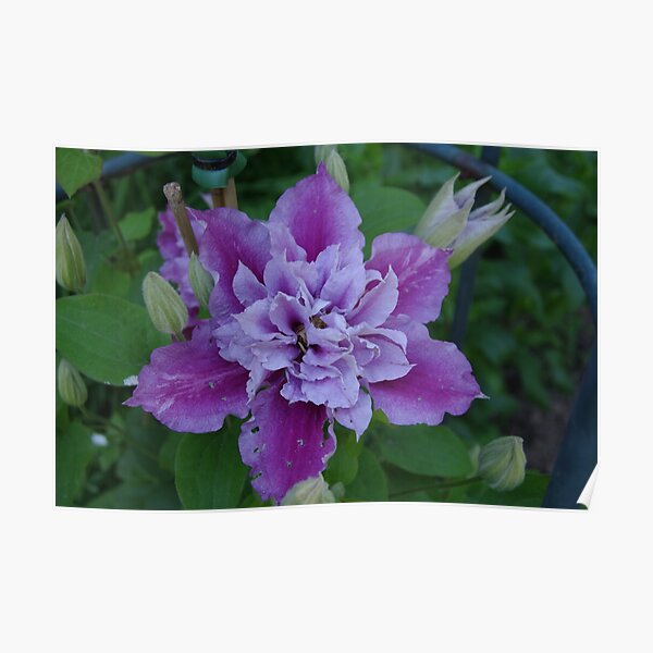 Clematis Piilu Poster